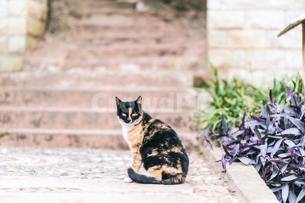 고양이,길고양이,동물,animal,골목,동물,animal,포유류,mammal,고양이,cat,kitten,kitty