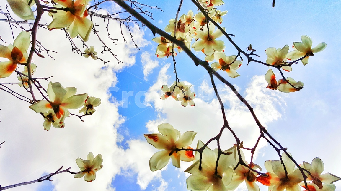 봄,풍경,봄꽃,계절,식물,자연,꽃,나무,감정,cherryblossom,flowers,spring,season,plants,nature,trees,wood,flower,sensible,feeling,구름,색상,색감,목련,자태,하늘,푸른,우아함