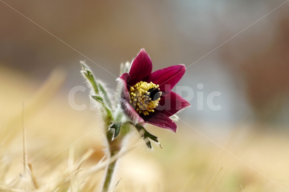 할미꽃,꽃,플라워,봄,자연,식물,flower,spring,nature,접사,macro,클로즈업,closeup,tree,숲,숲속,산림,삼림,조경,plants,봄꽃,감성,힐링,풍경,landscape,식물,자연,plants,nature,꽃,flower