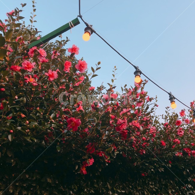 동백꽃,꽃,풍경,감성,핑크,식물,자연,식물,자연,plants,nature,꽃,flower