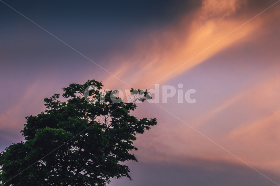 nature,자연,outdoors,옥외,실루엣,silhouette,식물,자연,plants,nature,나무,trees,wood