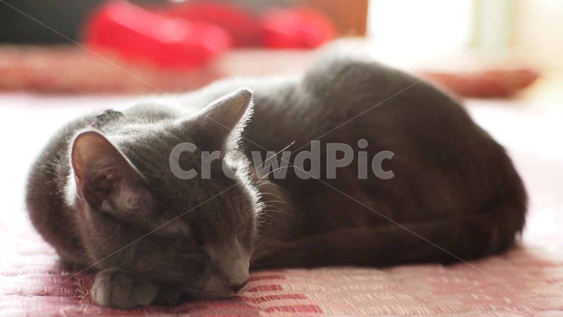 고양이,러시안블루,잠자는고양이,귀여운것,cat,pet,애완동물