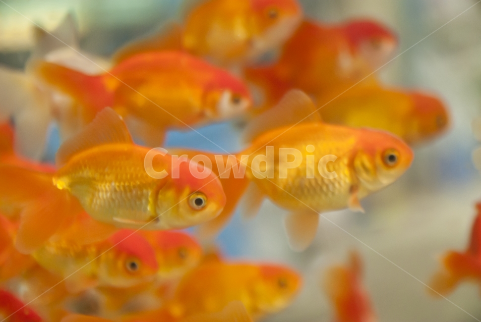 물고기,금붕어,어항,동물,fish,동물,animal,어류,물고기,fish