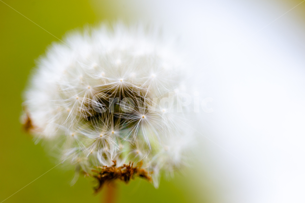plant,식물,blossom,flower,꽃,micro,식물,자연,plants,nature