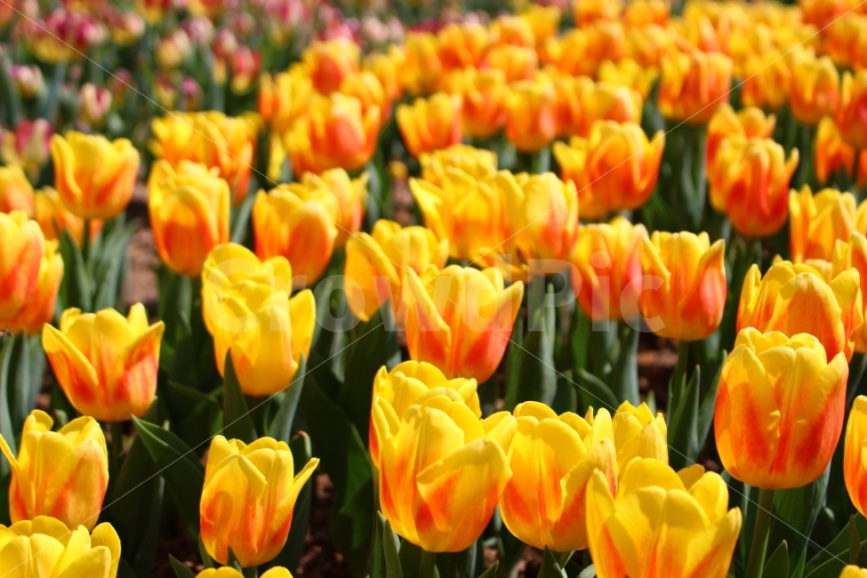 축제,꽃,튤립축제,튤립,공원,자연,봄,식물,자연,plants,nature,봄,계절,spring,season,꽃,flower,plant,blossom