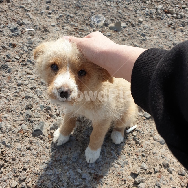 강아지,동물,개,갈색강아지,아기강아지,동물,animal,포유류,mammal,개,강아지,dog,doggy