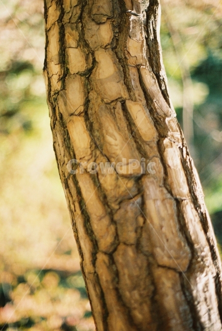 나무,자연,껍질,가을,산,식물,자연,plants,nature,나무,trees,wood
