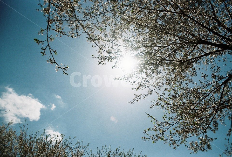 구름,나무,꽃,햇빛,봄,tree,하늘,sky
