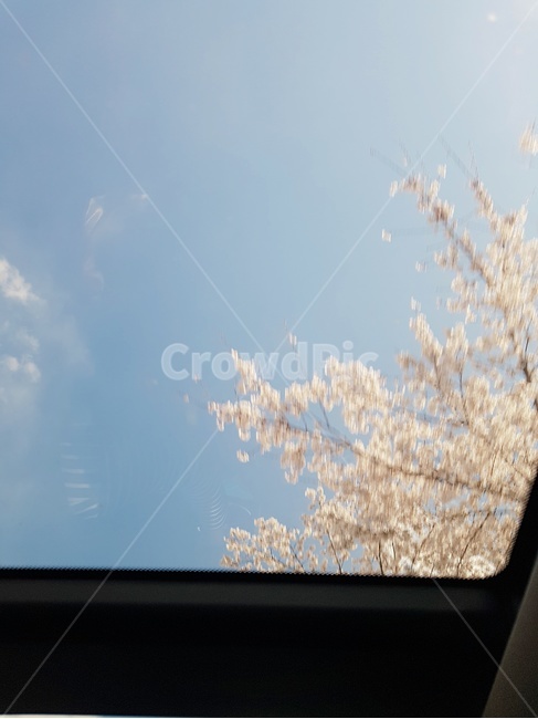 벚꽃,봄하늘,봄,벚꽃엔딩,하늘