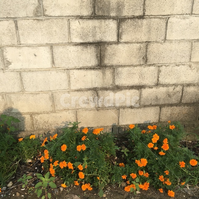 식물,꽃,flower,주황꽃,꽃길