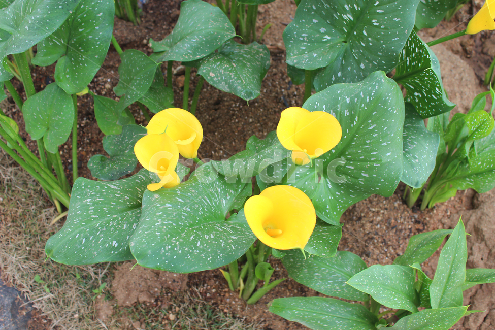노란,꽃,flower,자연,초록,식물,자연,plants,nature,꽃,flower