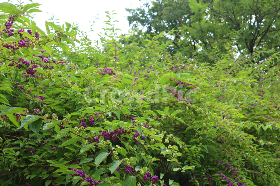 나무,식물,좀작살나무,열매,자연,좀작살나무열매,식물,자연,plants,nature,과일,열매,fruit