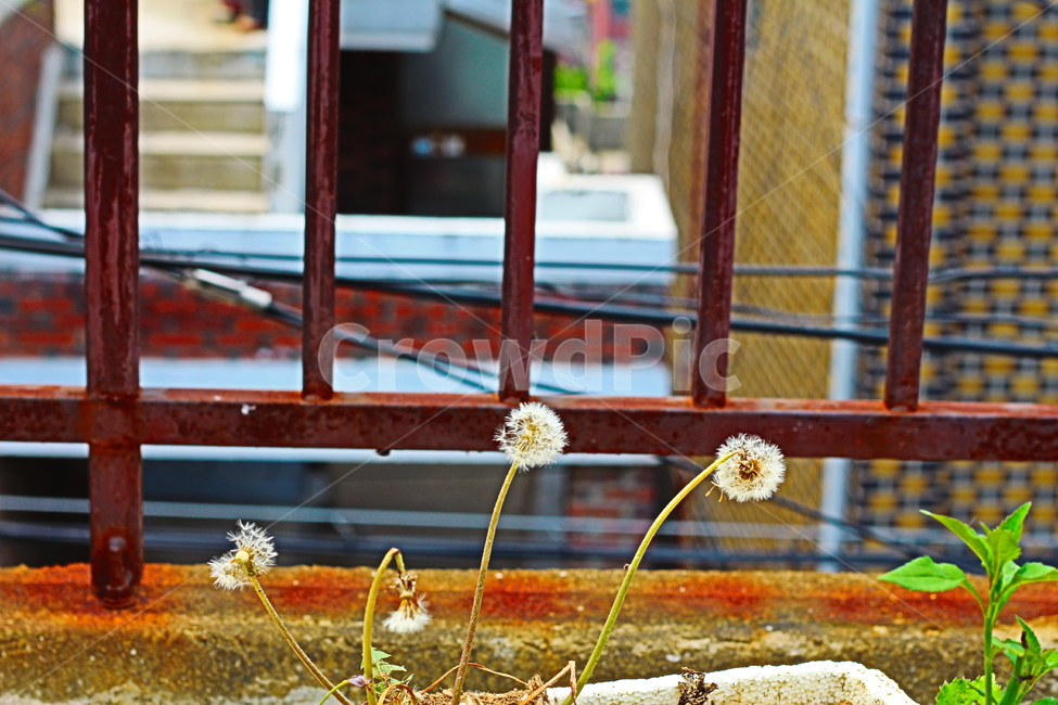 민들레,씨앗,식물,난간,옥상,식물,자연,plants,nature,꽃,flower