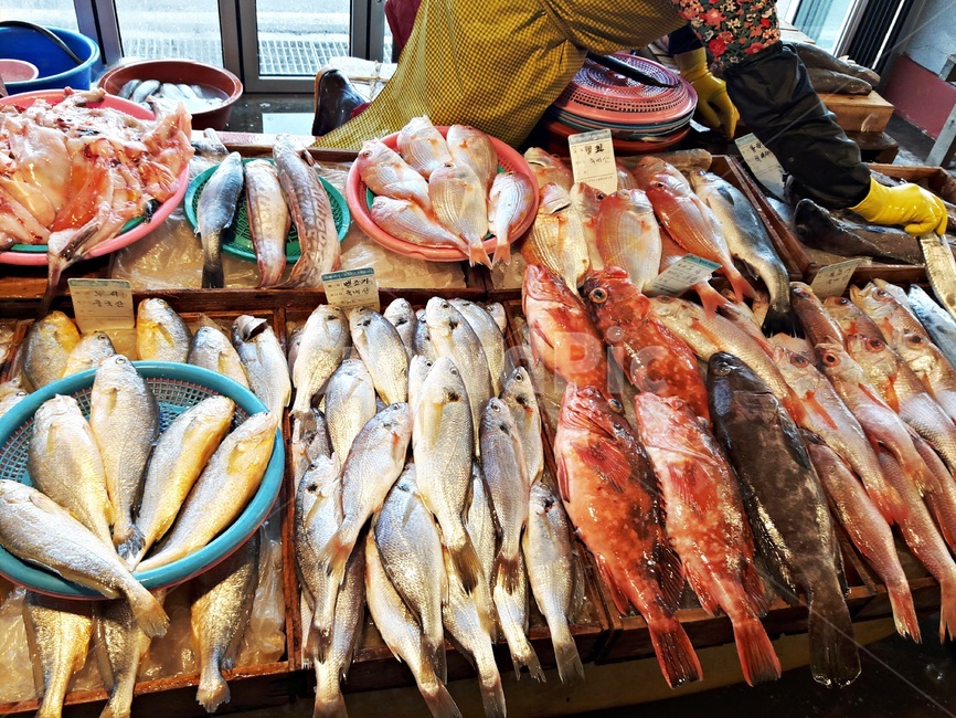 수산시장,싱싱한해물,해물,물고기,어시장,생선가게,생선,신선한,시장,마트,마켓,market,mart,market place,음식,식재료,요리,food,cook,meal,dishes,food reserves,수산물,해산물,fishery products,seafood