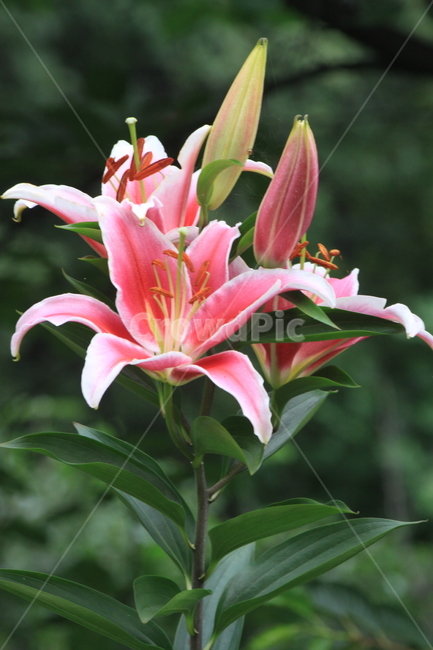 백합,백함꽃,여름,lily,식물,blossom,꽃,flower,분홍백합,핑크,식물,자연,plants,nature,꽃,flower