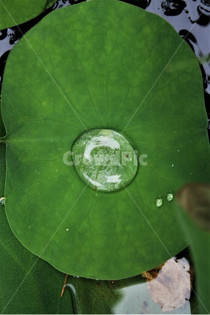 taro leaves,Cheonnam and,Native to Southeast Asia,perennial plant,cultivated plants,taro