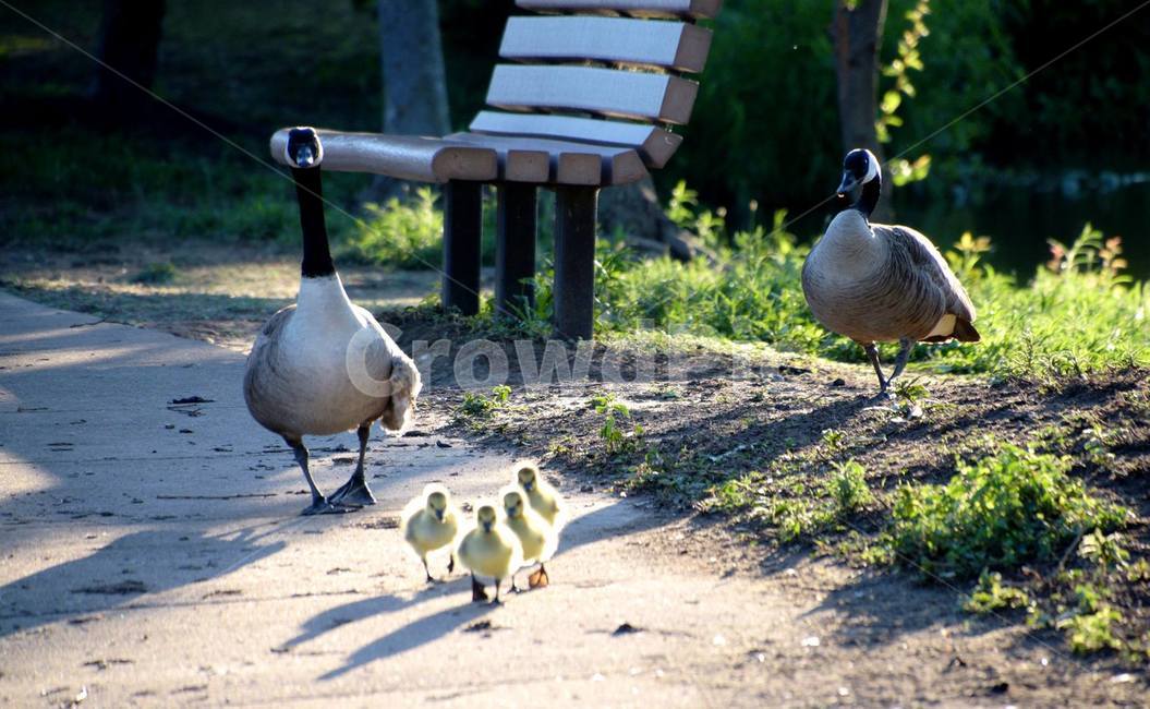 wildgoose,goosecubs,babycare,육아,기러기가족,family,love,dedication,parenthood,together,childhood,childcare,양육,희생,사랑,life,동물,animal,조류,새,birds