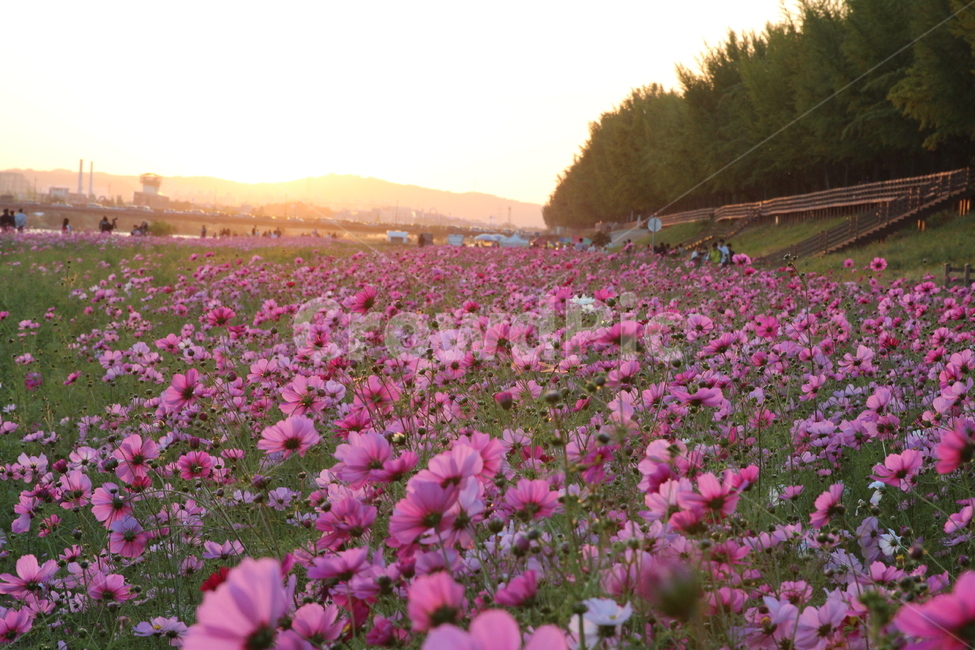 풍경,자연풍경,코스모스,가을,노을,해질녘,감성사진,식물,꽃,가을,계절,fall,autumn,season,자연,풍경,nature,landscape,식물,plants,꽃,flower,plant