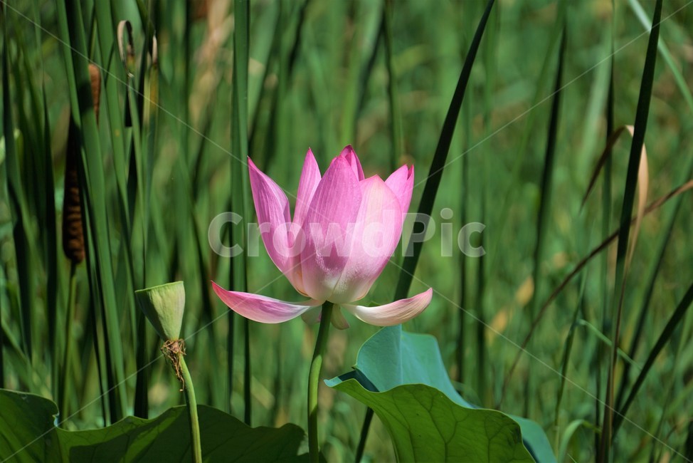 연꽃,수생식물,연속,수련과,불교,연,flower,백합,식물,꽃,식물,자연,plants,nature,꽃,flower