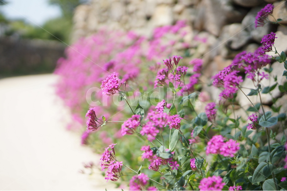 꽃,돌담길,핑크,봄,풍경,외암민속마을,식물,자연,plants,nature,꽃,flower