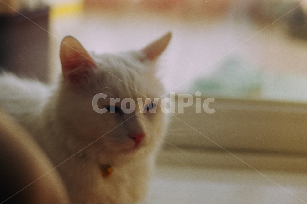 고양이,터키쉬앙고라,동물,cat,animal,반려묘,기지개,stretch,stretching,동물,animal,포유류,mammal,고양이,cat,kitten,kitty