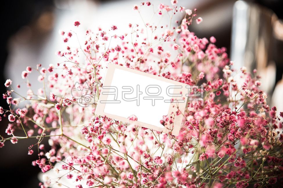 안개꽃,사랑의성공,핑크안개꽃,꽃,인사말카드,선물,꽃말,기념일,축하,anniversary,congratulation,celebrate,celebration