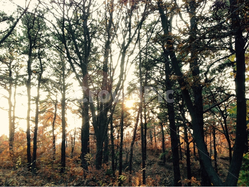 산,나무,해,자연풍경,노을,자연,풍경,nature,landscape,식물,plants,나무,trees,wood,휴식,힐링,rest,relaxation,healing,light,빛,flare,플레어,plant,tree,sunlight,햇빛