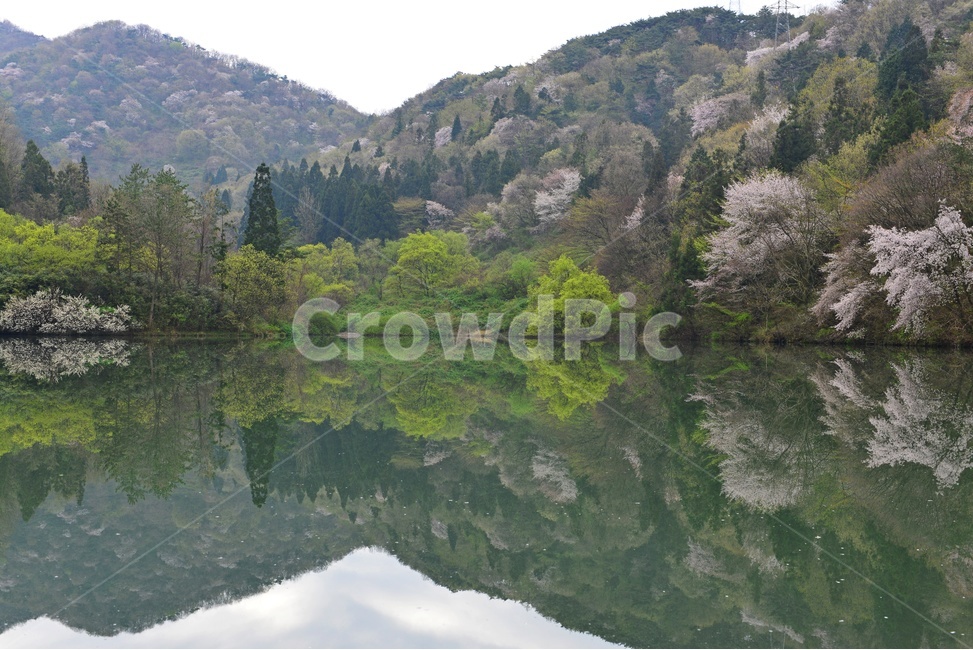 fir,전나무,plant,식물,tree,나무,nature,자연,outdoors,옥외,water,물,화순세량지,화순,세량지,세량지의봄,벚꽃,반영,봄,계절,spring,season,자연,풍경,nature,landscape