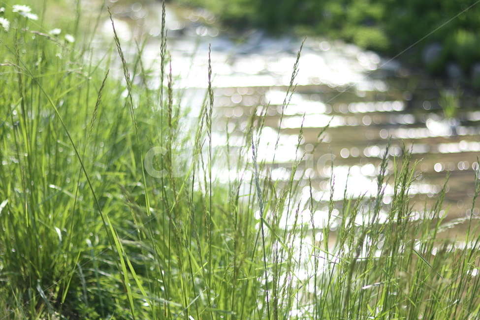 보케,빛,물,푸르름,맑음,자연,풍경,nature,landscape,식물,plants,plant,grass,잔디,lawn