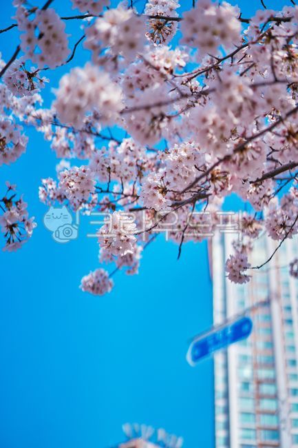 벚꽃,파란하늘,봄꽃,봄,핑크,핑크꽃,감성사진,감성벚꽃,spring,flower,pink,봄식물,식물,건물,아파트,꽃,나무,nature