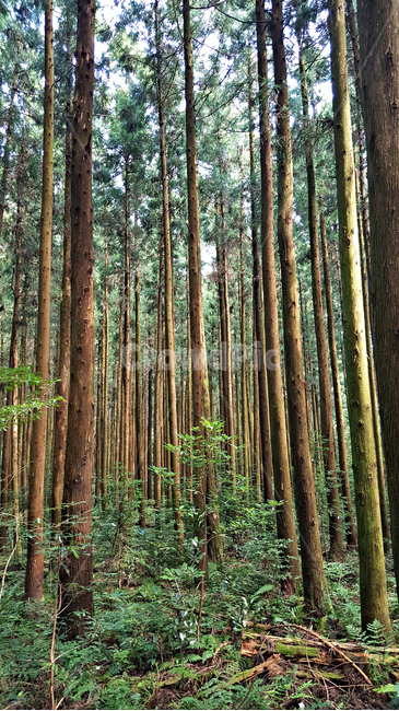 숲,나무,tree,자연,옥외,식물,plant