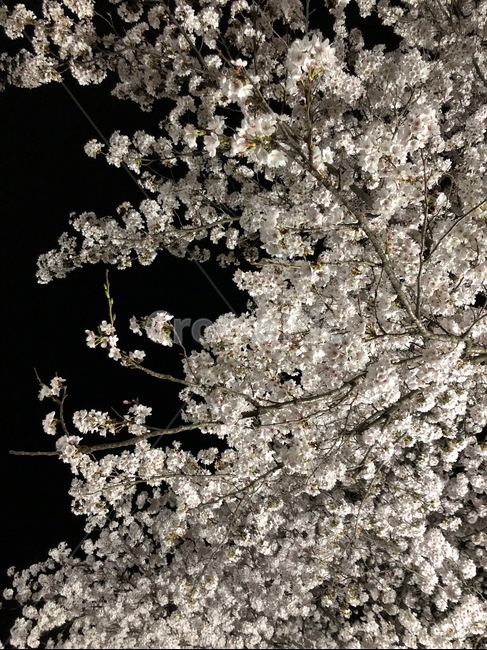 벚꽃,벚나무,나무,식물,꽃,야경,밤,밤하늘,night,cherryblossom,tree,flower,봄,계절