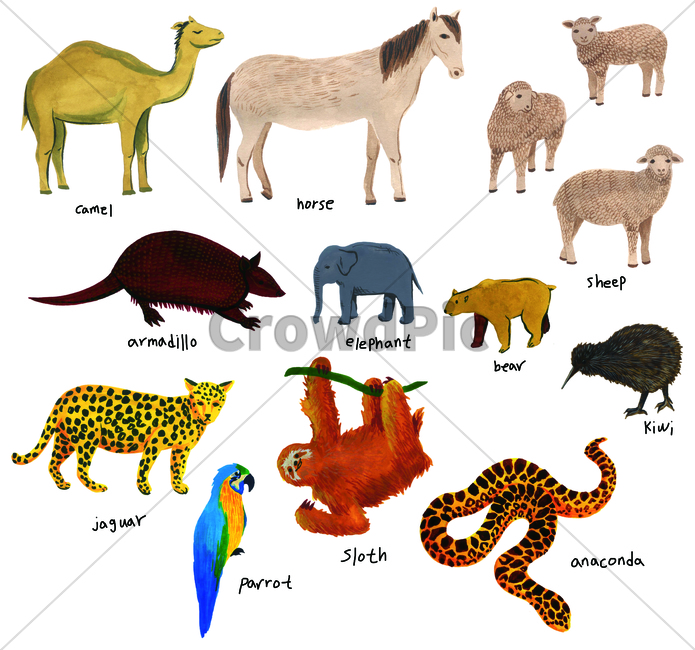 손그림,물감그림,handdrawing,watercolor,동물,animal,코끼리,아나콘다,anaconda,표범,leopard,panther,elephant,양,sheep,낙타,armadillo,아르마딜로,키위새,kiwi,camel,말,곰,bear,horse,앵무새,parrot,sloth