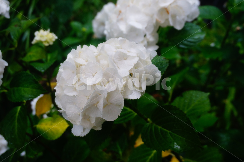 blossom,flower,꽃,수국,흰수국,제라늄,식물,자연,plants,nature,꽃,flower