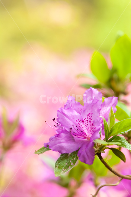 철죽,꽃,봄,접사,아름다움,핑크,봄,계절,spring,season,식물,자연,plants,nature,꽃,flower,plant