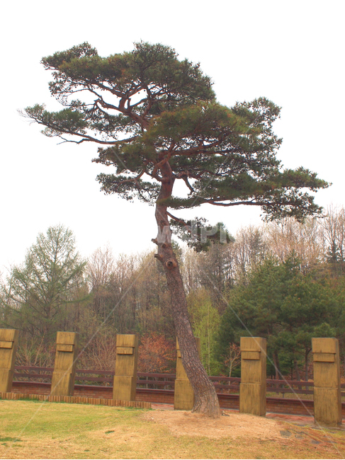 tree,나무,plant,식물,소나무,pinetree,한그루