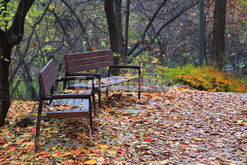 가을,단풍,풍경,늦가을,경치,낙엽,가을,계절,fall,autumn,season,furniture,가구,bench,벤치