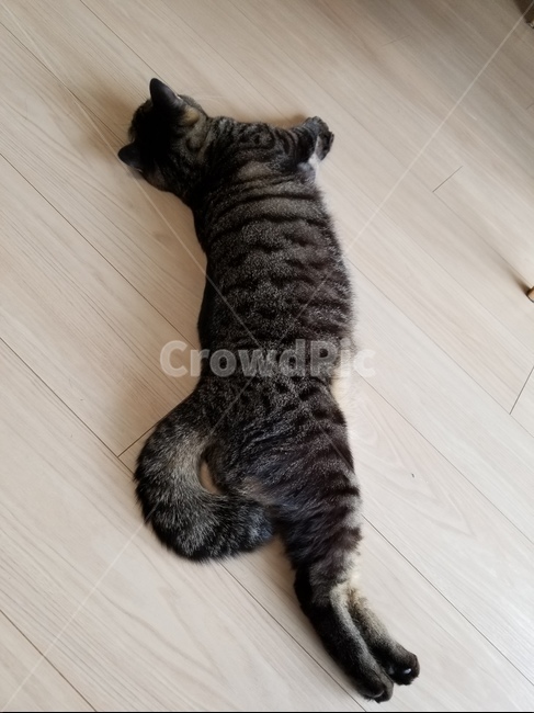 야옹이,자는고양이,잠자는고양이,펫,고양이자는모습,냥이,잠자는냥이,동물,pet,애완동물,cat,고양이