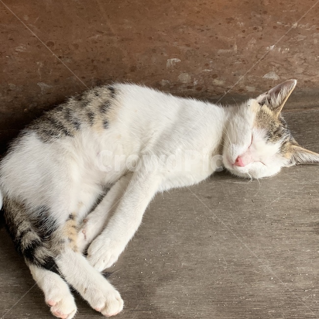 고양이,동물,집사,야옹이,귀여운