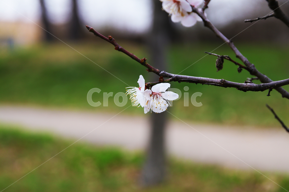 벚꽃,벗꽃,사쿠라,일본꽃,일본,꽃,꽃나무,봄,만개,나무,입춘,식물,자연,plants,nature,꽃,flower