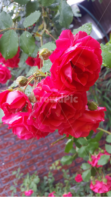 봄,식물,근접,꽃,flower