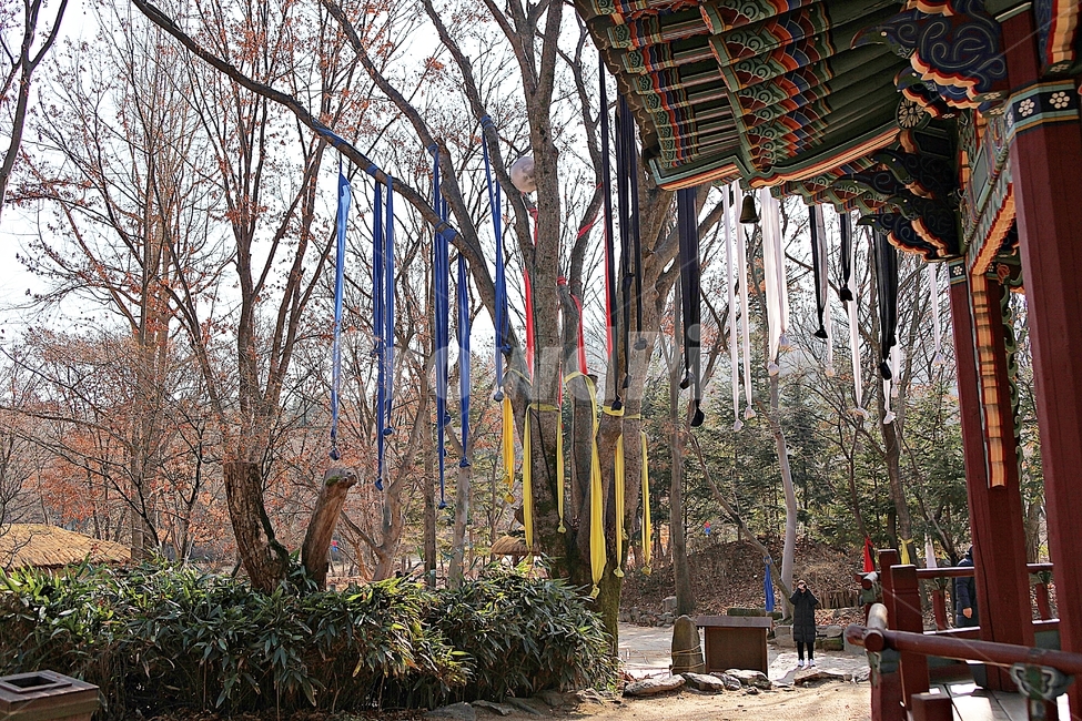 한국민속촌,루각,집,한옥,천,식물,자연,풍경,나무,소나무