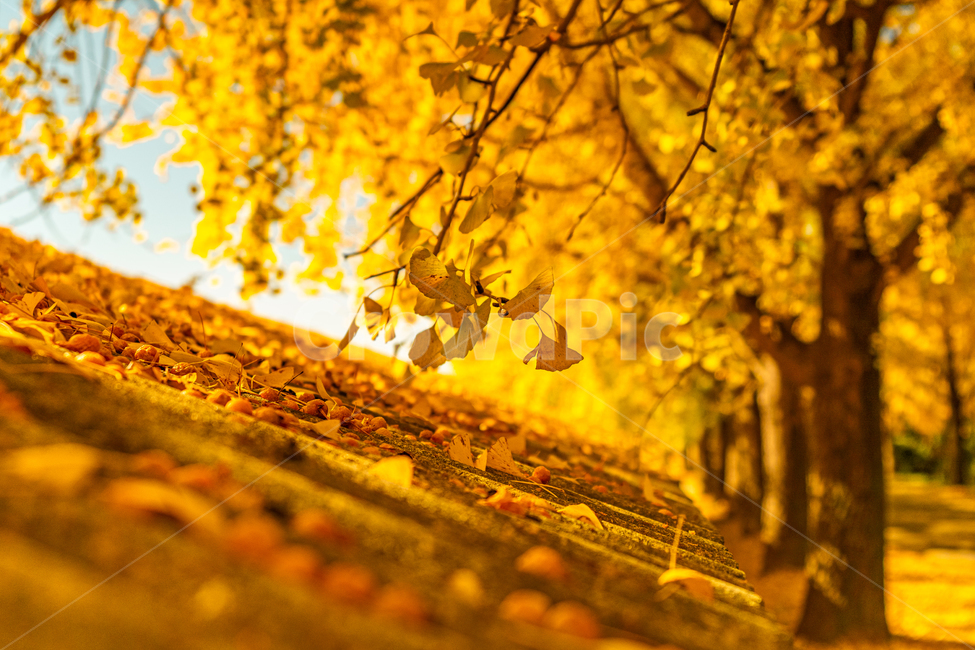leaf,잎,plant,식물,tree,나무,은행나무,가을,자연,배경,가을,계절,fall,autumn,season,식물,자연,plants,nature,나무,trees,wood