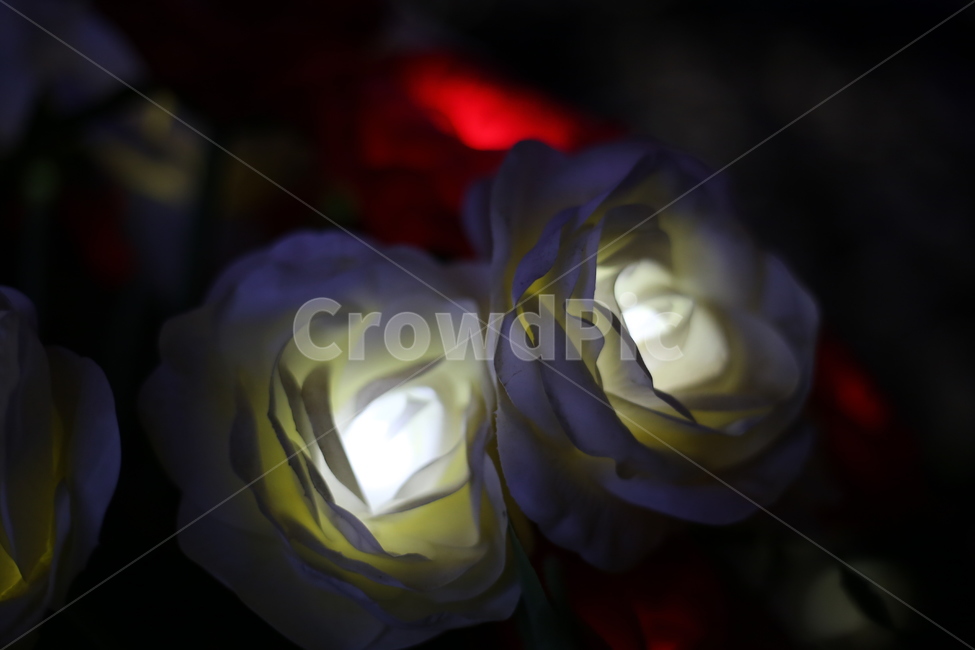 장미,꽃,야경,조명,식물,조화,바탕화면,야경,밤,풍경,nightscape,night,landscape,꽃,flower,blossom,plant,rose
