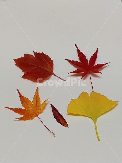 plant,tree,가을,단풍,나뭇잎,단풍잎,낙엽,잎,leaf,식물,나무
