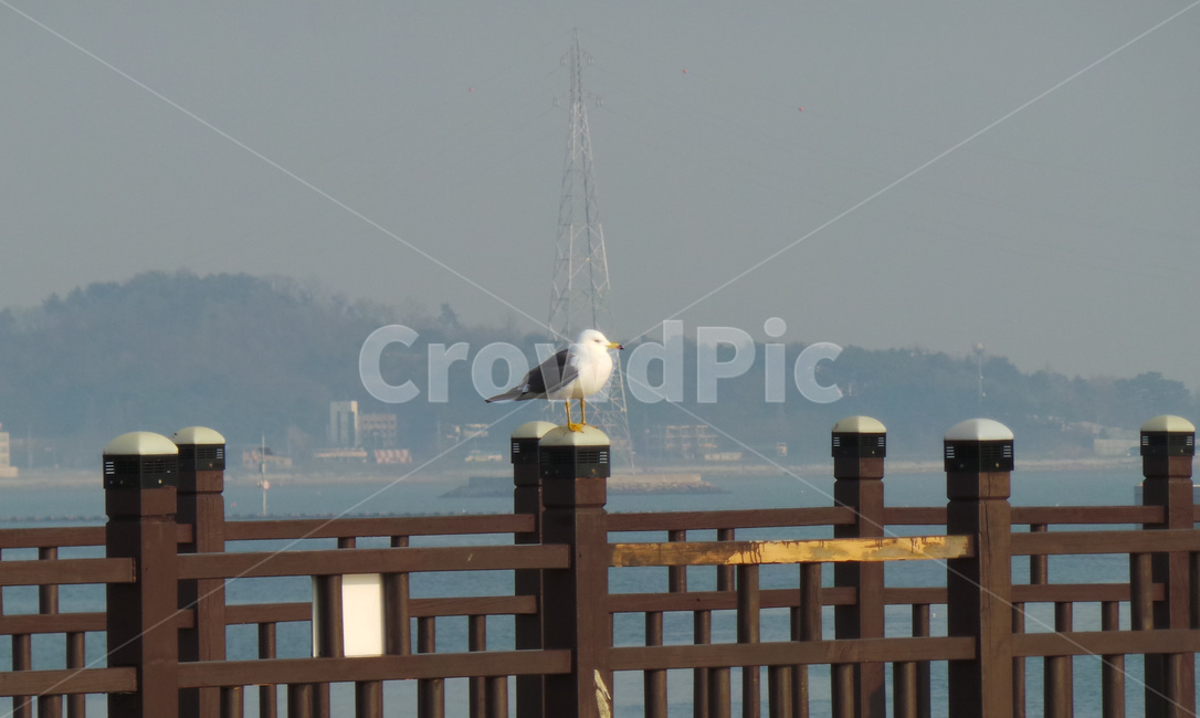 갈매기,새,조류,동물,bird,동물,animal,조류,새,birds