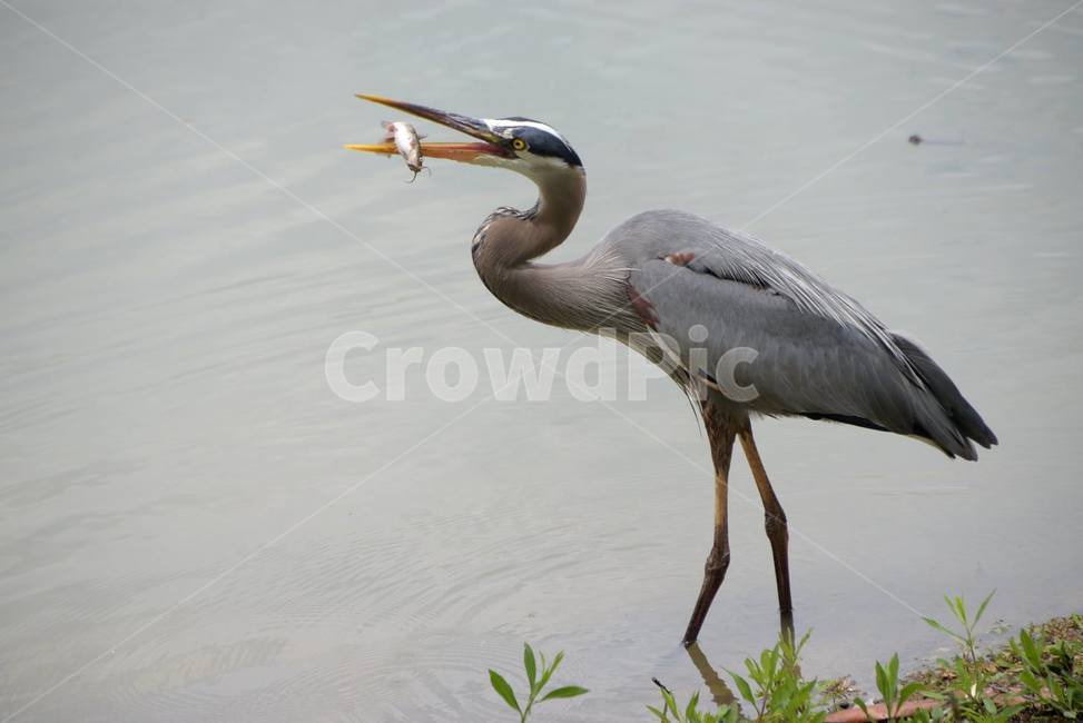 crane,foodhunting,먹이사냥,새,호수,동물,animal,조류,새,birds