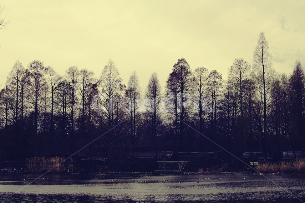 나무,호수,tree,공원,park,물,숲,forest,겨울,계절,winter,season,자연,풍경,nature,landscape,outdoors,옥외,land,땅,plant,식물,water