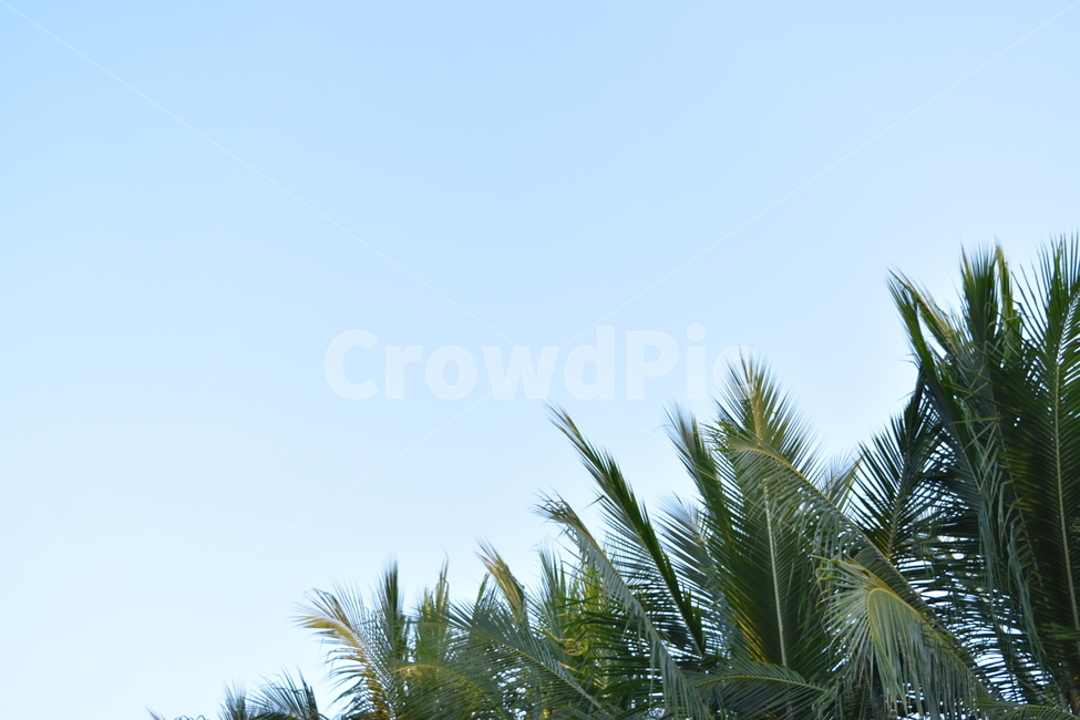 나무,tree,식물,야자수,하늘,sky,plant,맑음,나뭇잎,잎사귀,leaves,이파리,leaf,palmtree