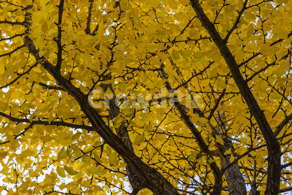 은행,은행나무,은행잎,ginkgo,ginkgotree,ginkgoleaves,가을,계절,fall,autumn,season,식물,자연,plants,nature,나무,trees,wood,tree,plant,leaf,잎,tree trunk,나무 줄기